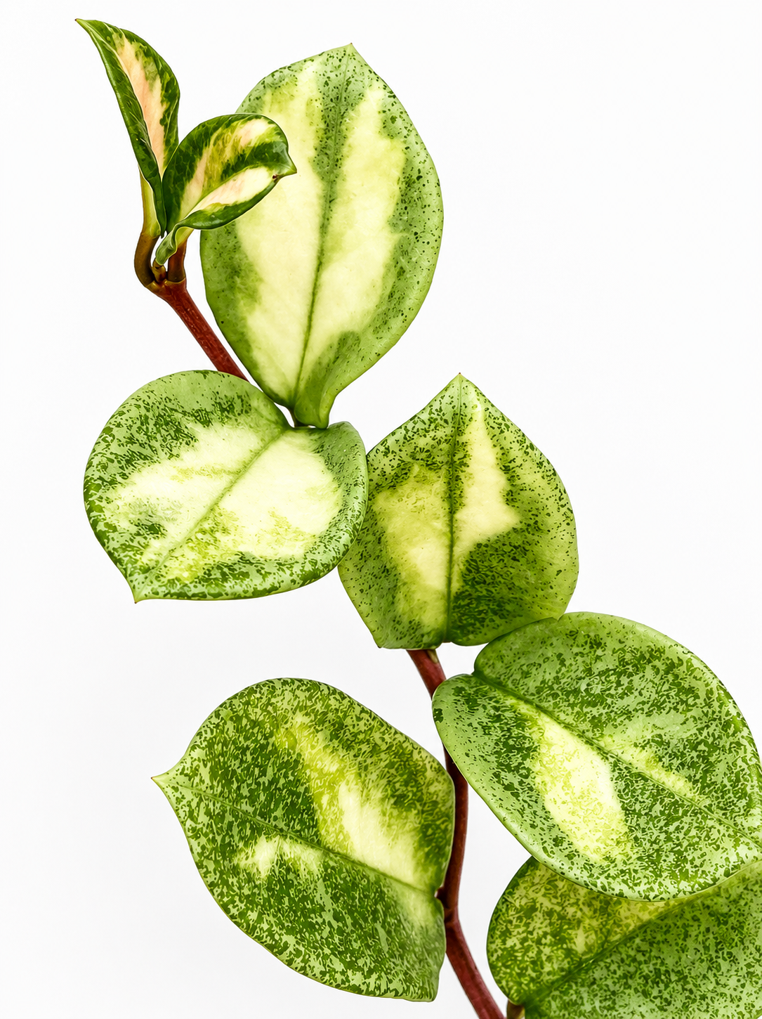 Hoya Argentea Princess Unrooted Cutting (1 node, 2 leaves)