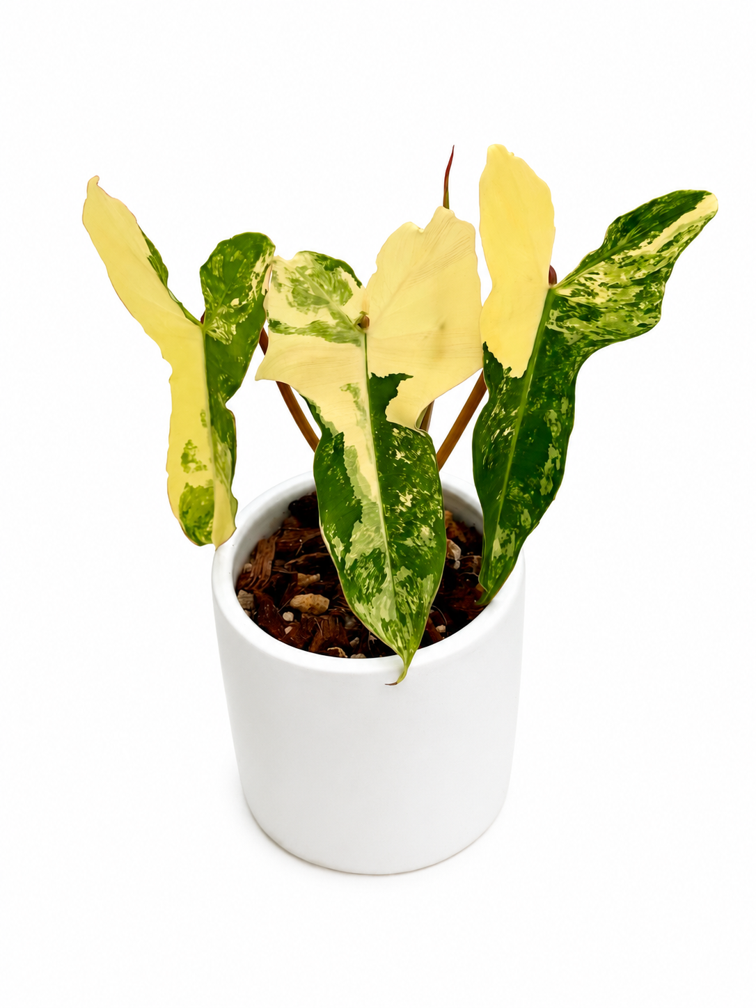 Philodendron Jennifer
