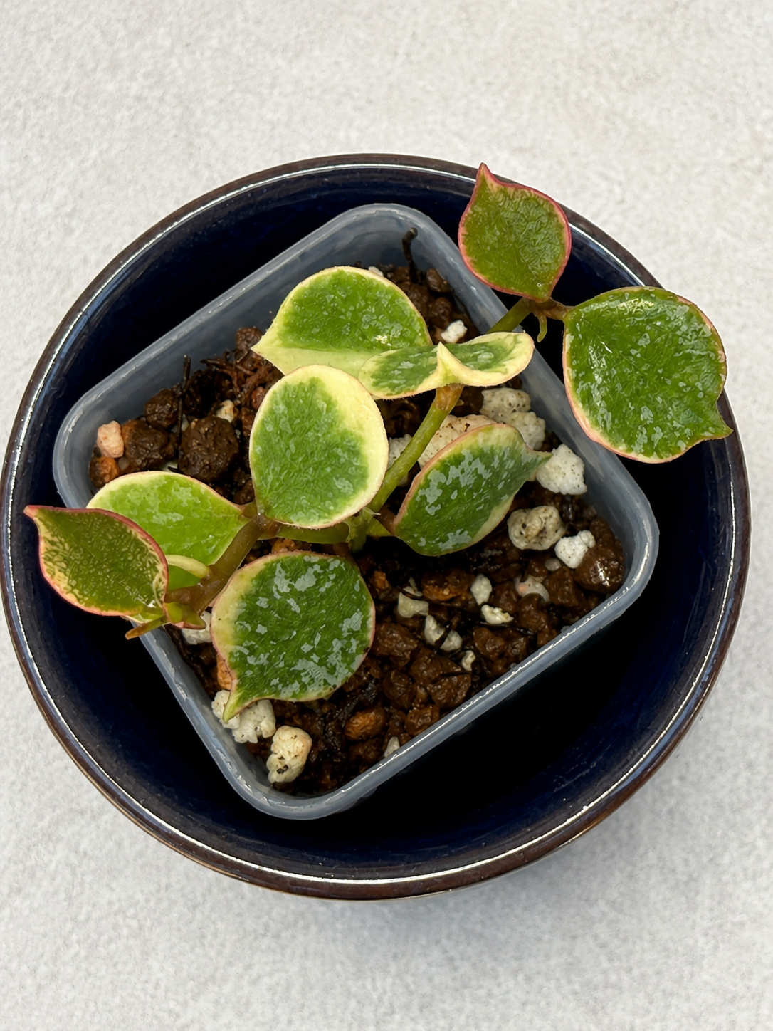 Hoya Curtisi Outer Variegated
