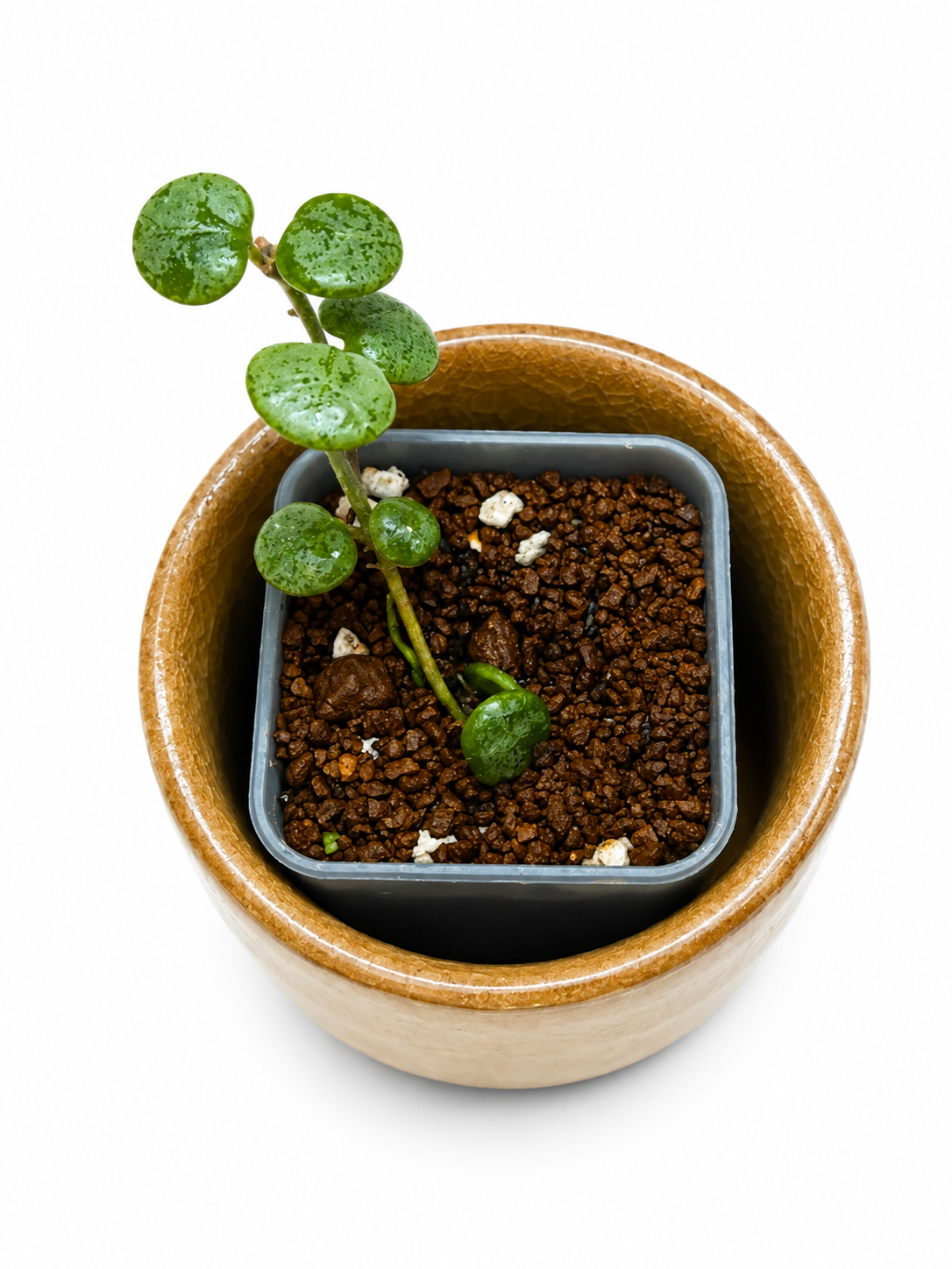 Hoya Serpen Silver