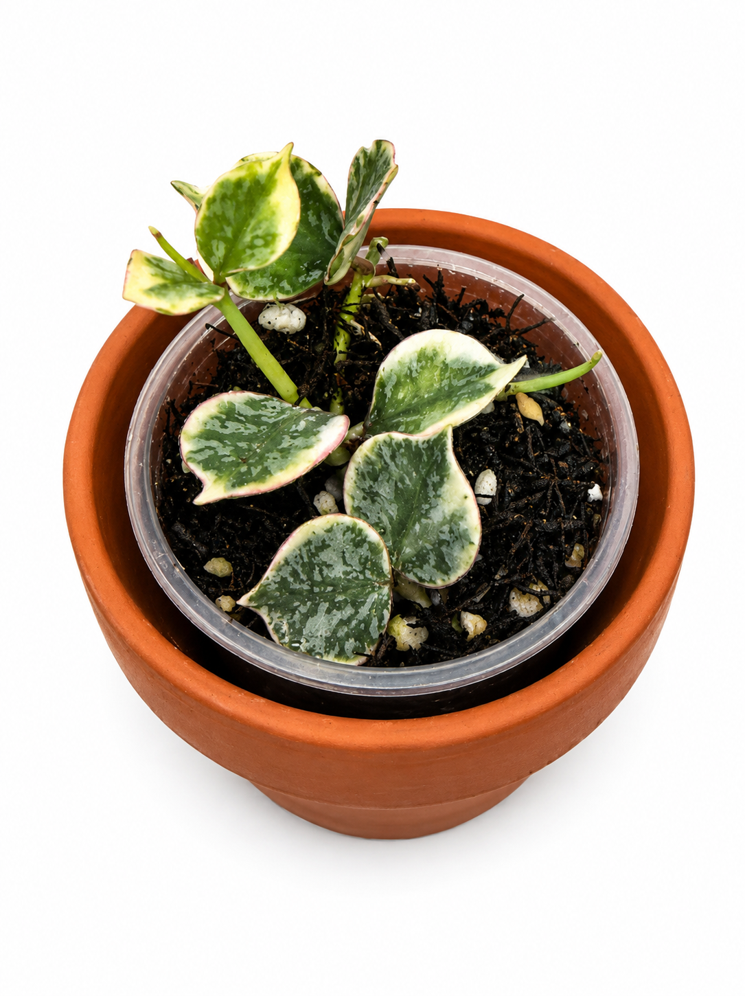 Hoya Curtisi Outer Variegated