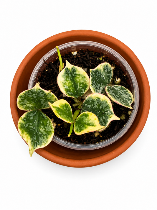 Hoya Curtisi Outer Variegated
