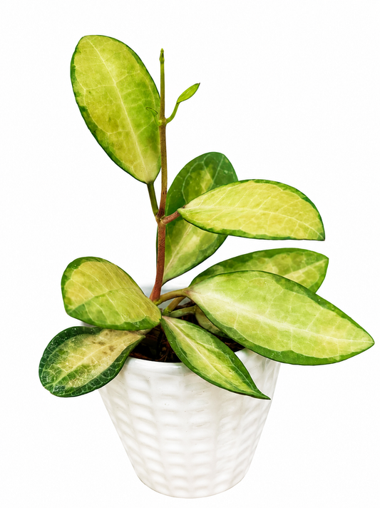 Hoya Elliptica Variegated Unrooted Cutting ( 1 node-2 leaves grower’s choice)