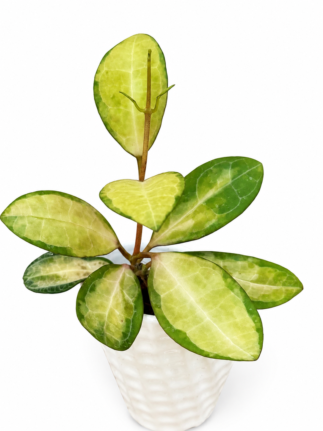 Hoya Elliptica Variegated Unrooted Cutting ( 1 node-2 leaves grower’s choice)
