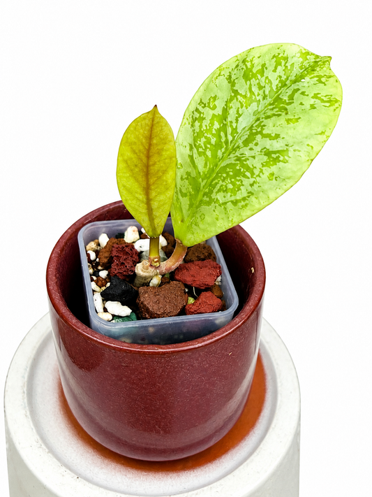 Hoya Lorelai