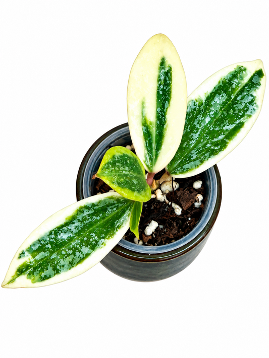 Hoya Rangsan Albo Splash