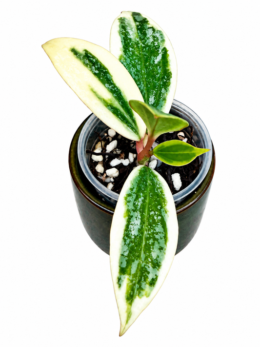 Hoya Rangsan Albo Splash