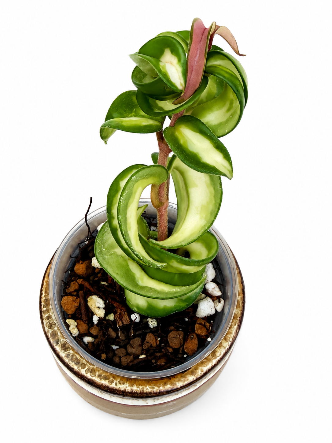 Hoya Compacta “Mauna Loa”