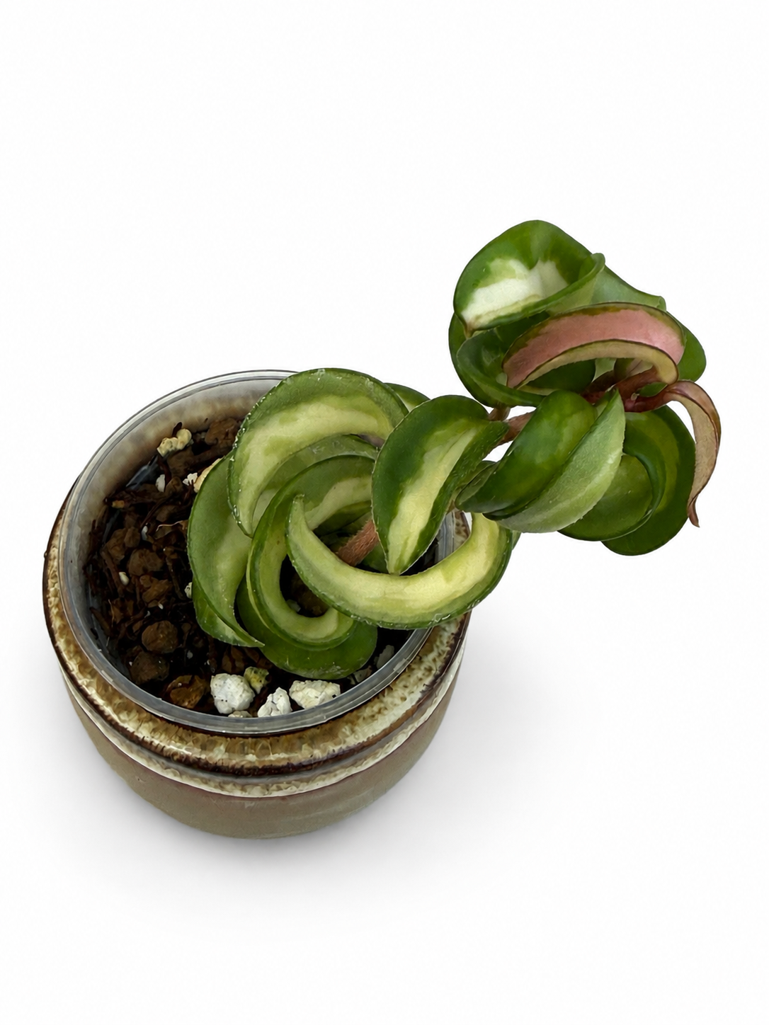 Hoya Compacta “Mauna Loa”
