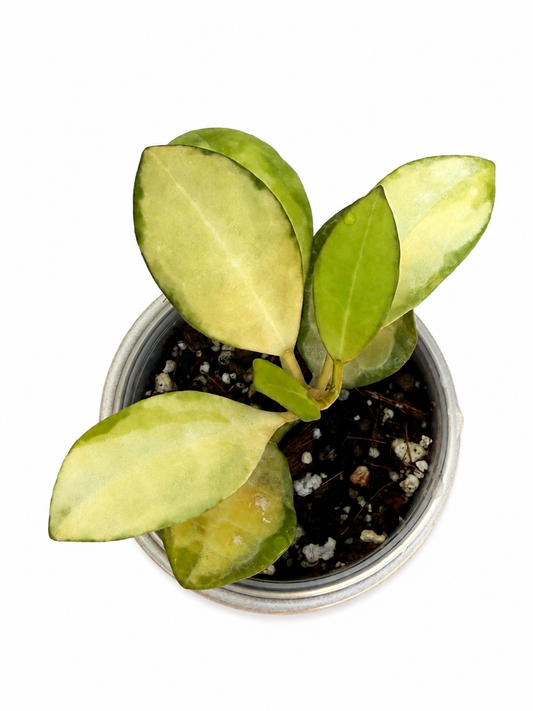 Hoya Elliptica Variegated | Rare Rooted Variegated Hoya