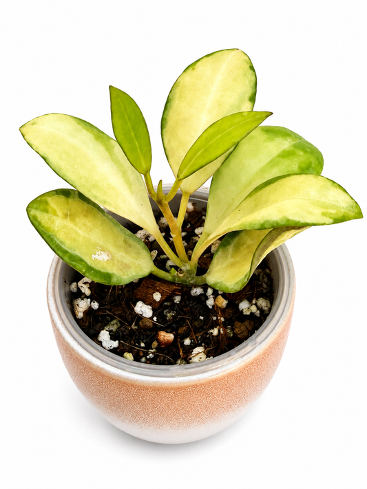Hoya Elliptica Variegated | Rare Rooted Variegated Hoya