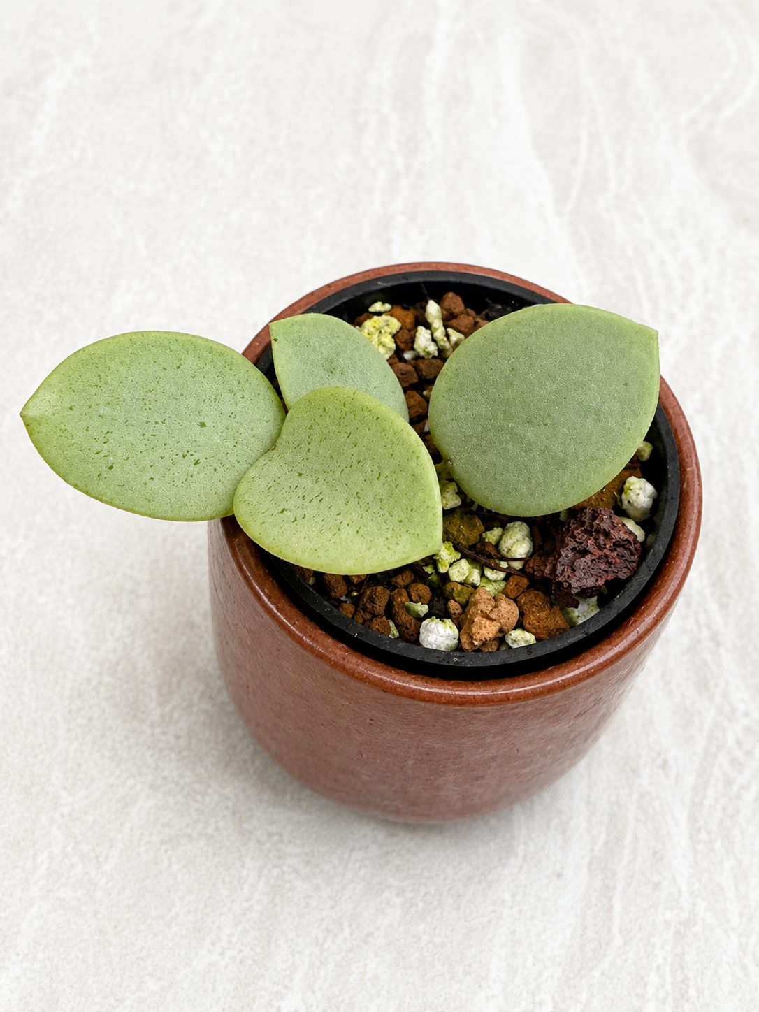 Hoya Grey Fairy