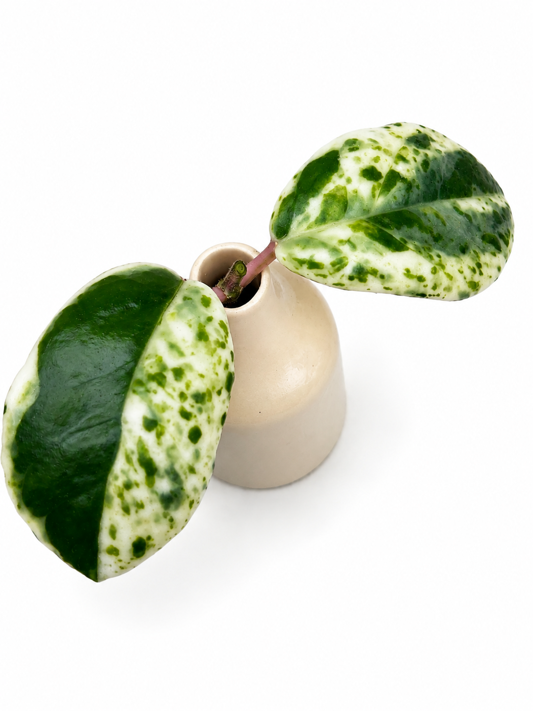 Hoya Carnosa Madara ‘Snow Angel’ – Rare Variegated Hoya Unrooted Cutting