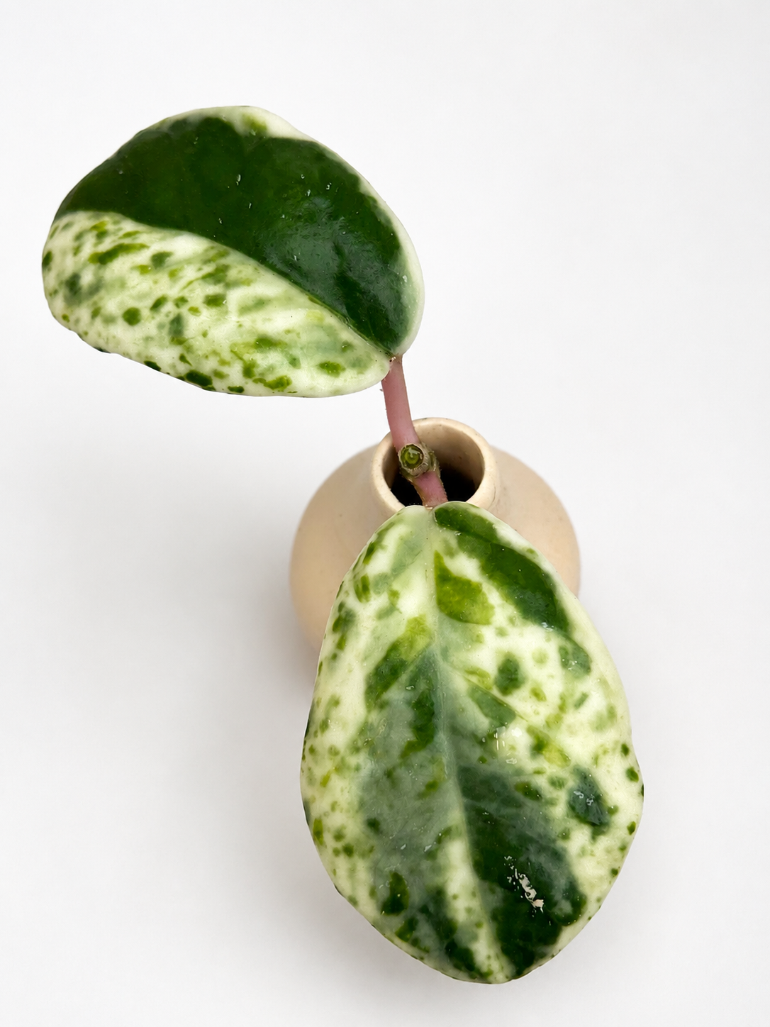 Hoya Carnosa Madara ‘Snow Angel’ – Rare Variegated Hoya Unrooted Cutting