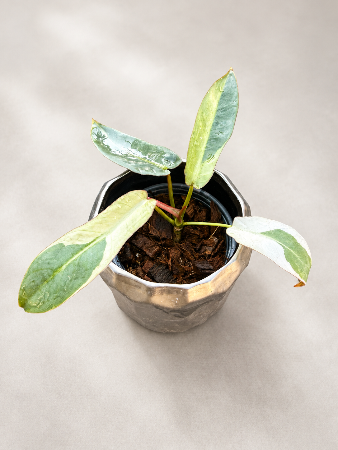 Philodendron Atabapoense Variegated