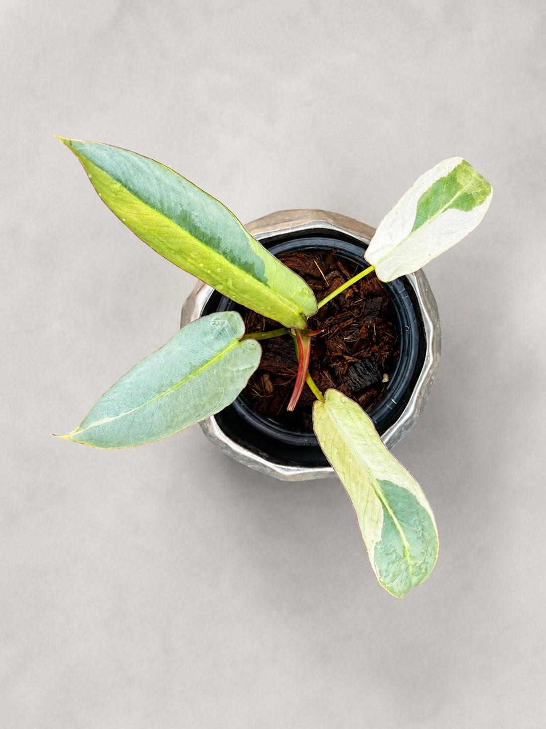 Philodendron Atabapoense Variegated