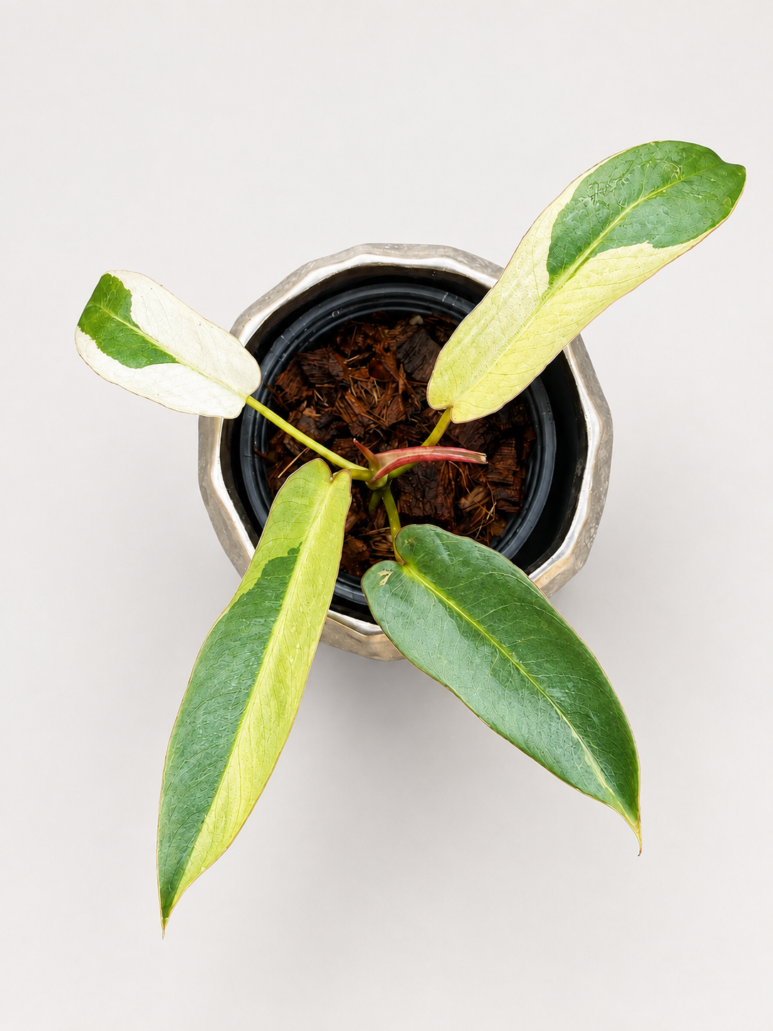 Philodendron Atabapoense Variegated