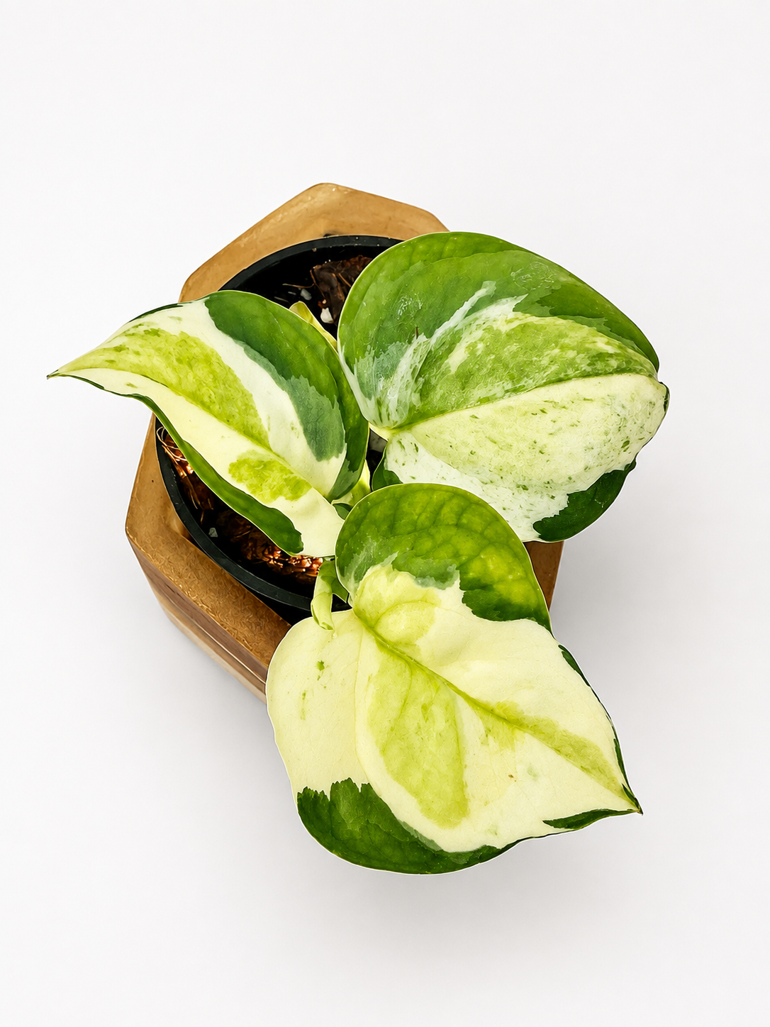 Japanese Global Pothos | Rare Variegated Epipremnum