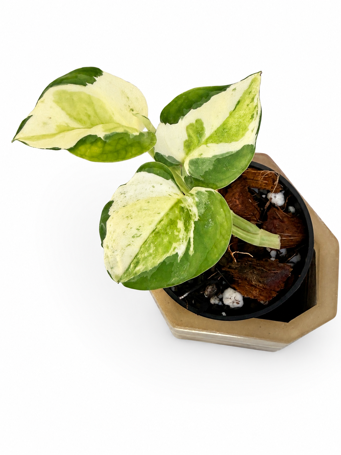 Japanese Global Pothos | Rare Variegated Epipremnum