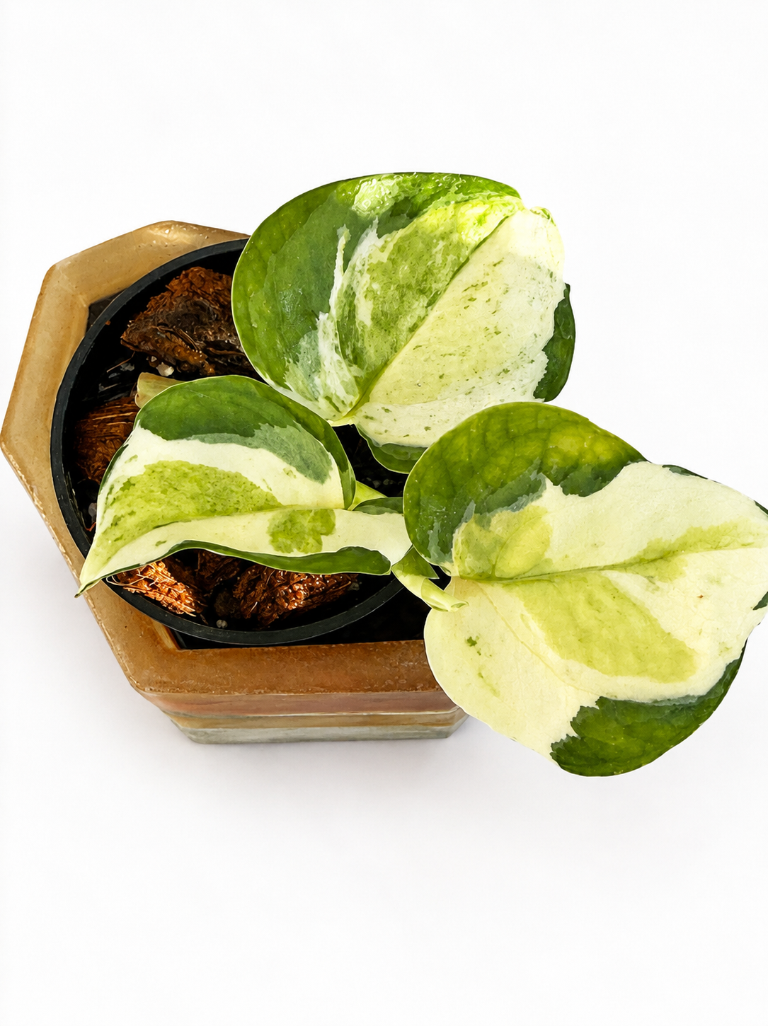 Japanese Global Pothos | Rare Variegated Epipremnum