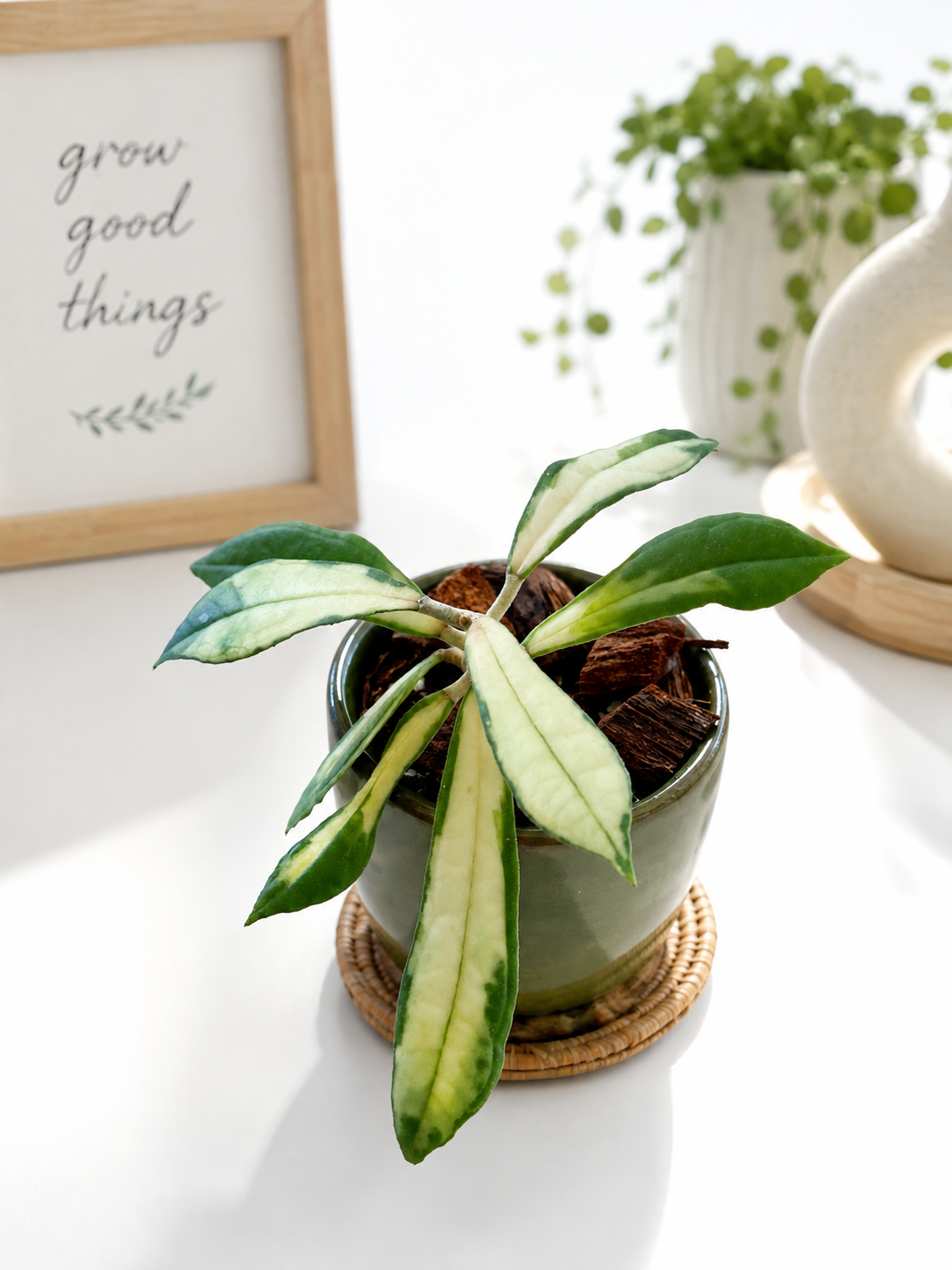 Hoya Rigidifolia Variegated | Rare Rooted Variegated Hoya