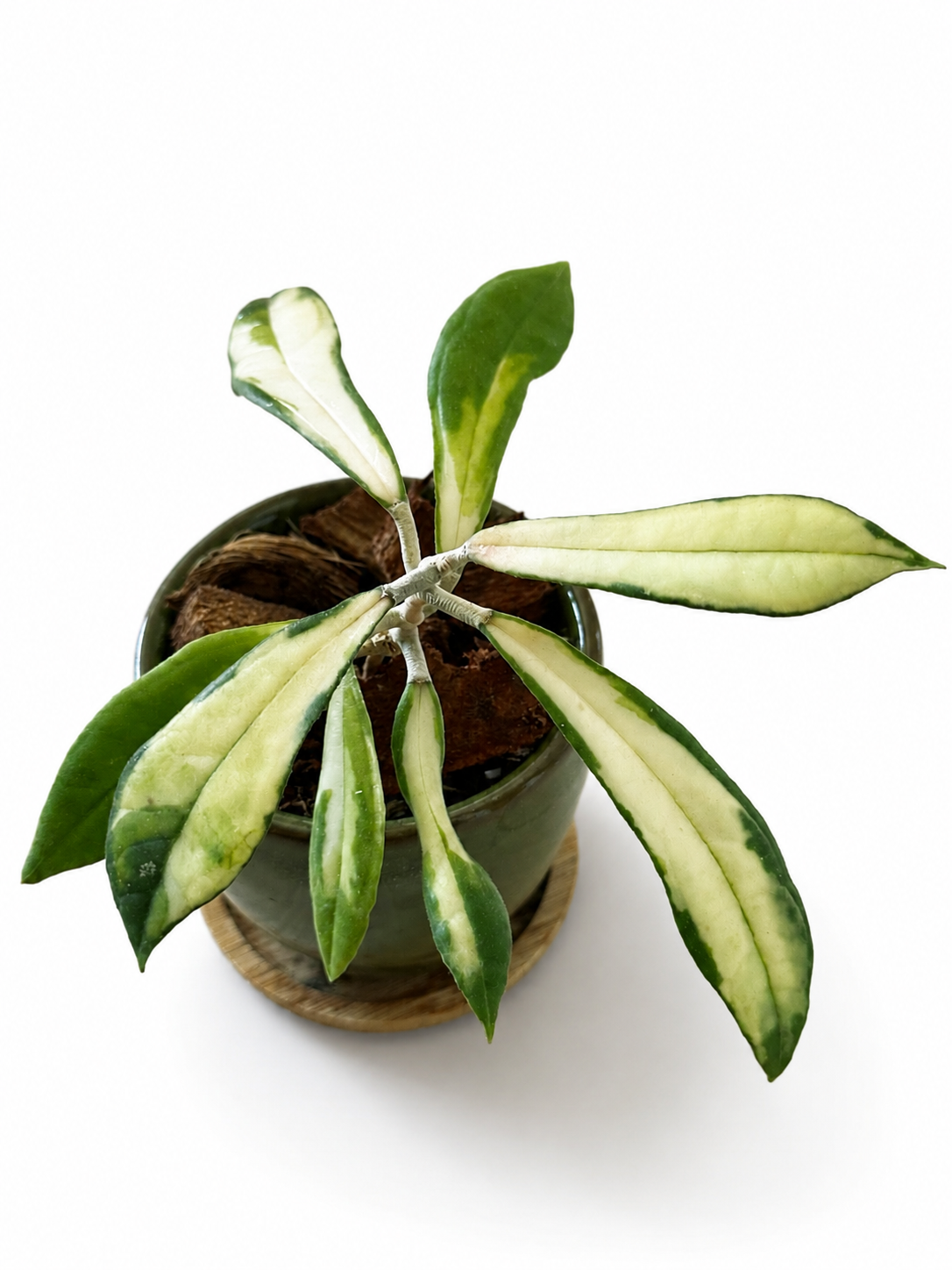Hoya Rigidifolia Variegated | Rare Rooted Variegated Hoya