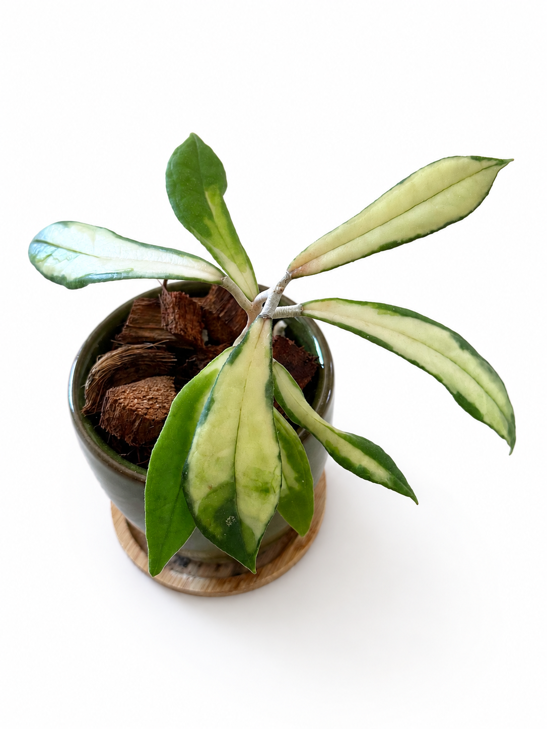 Hoya Rigidifolia Variegated | Rare Rooted Variegated Hoya