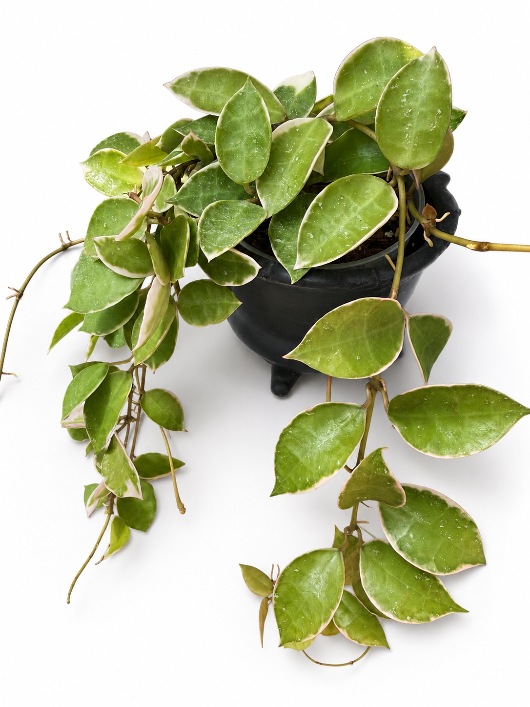 Hoya Lacunosa Asami Clone Variegated | Variegated Hoya Cutting