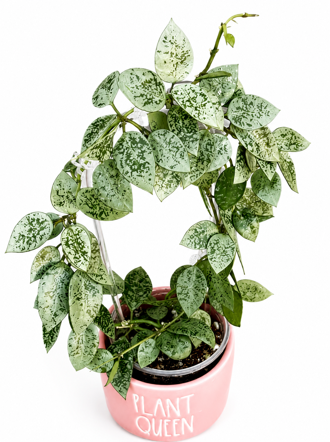 Hoya Lacunosa Gayung Cutting