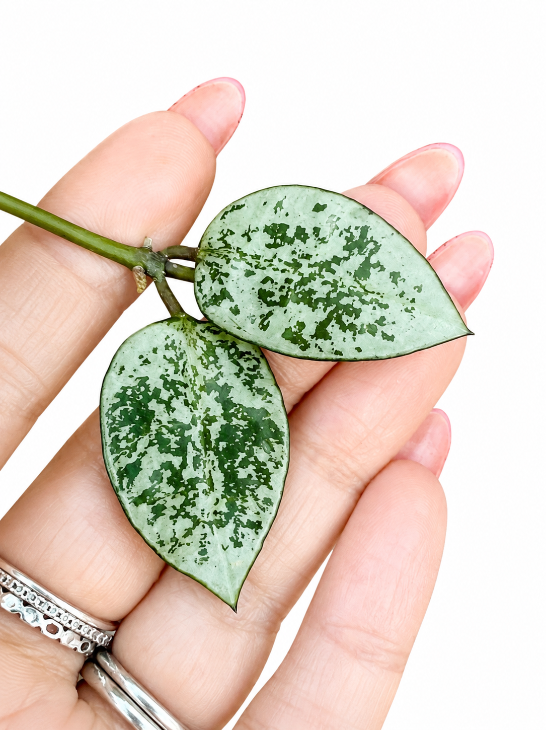 Hoya Lacunosa Gayung Cutting