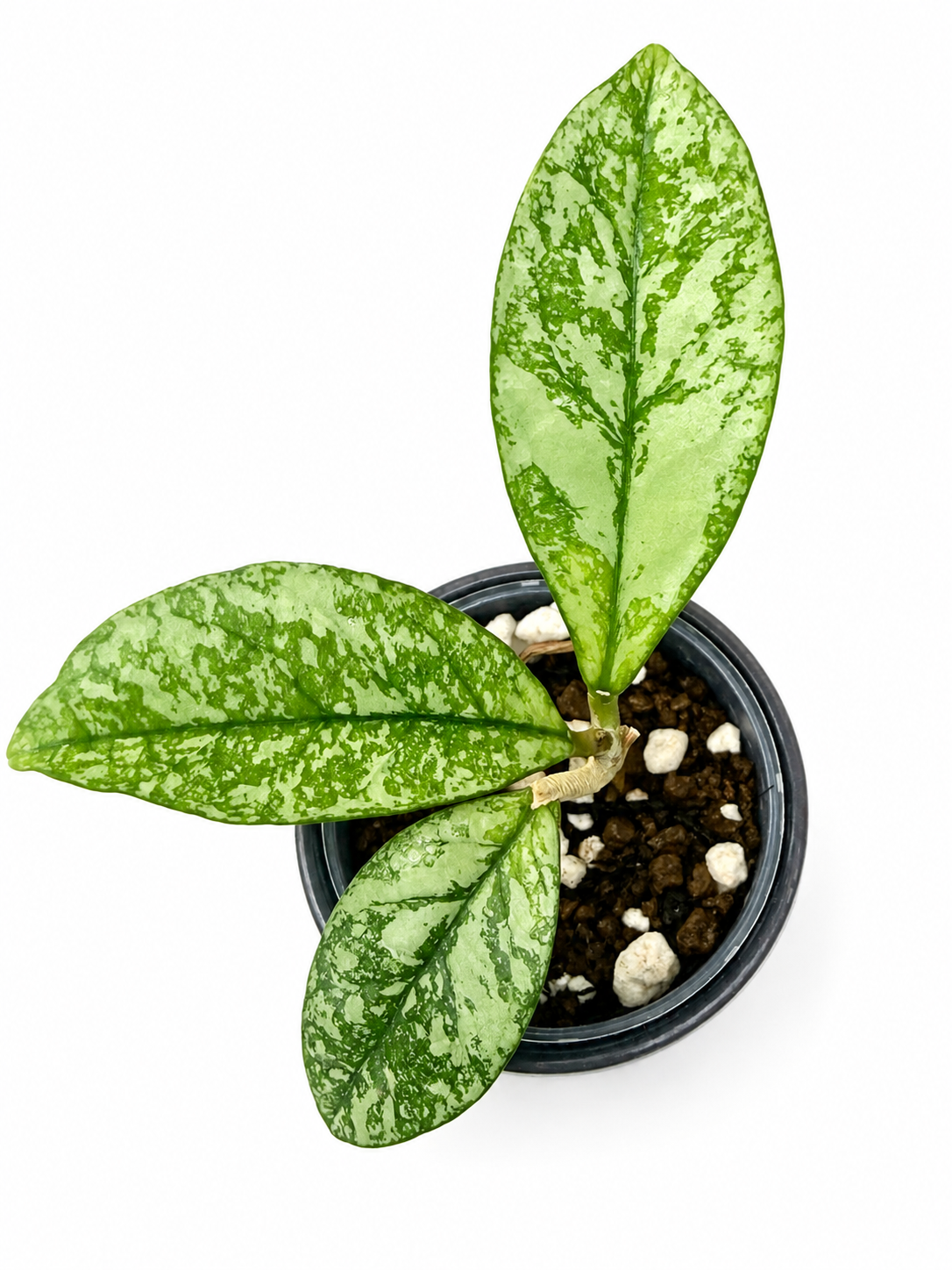 Rare Hoya Crassipetiolata Splash | Rooted Plant