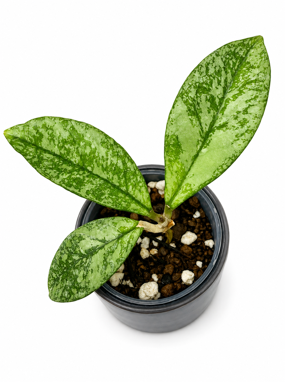 Rare Hoya Crassipetiolata Splash | Rooted Plant