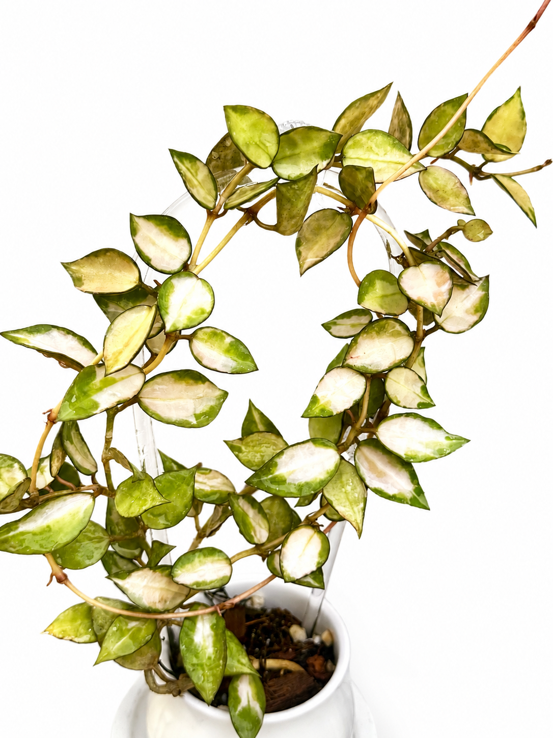Rare Hoya Lacunosa Midori Variegated | Unrooted Cutting