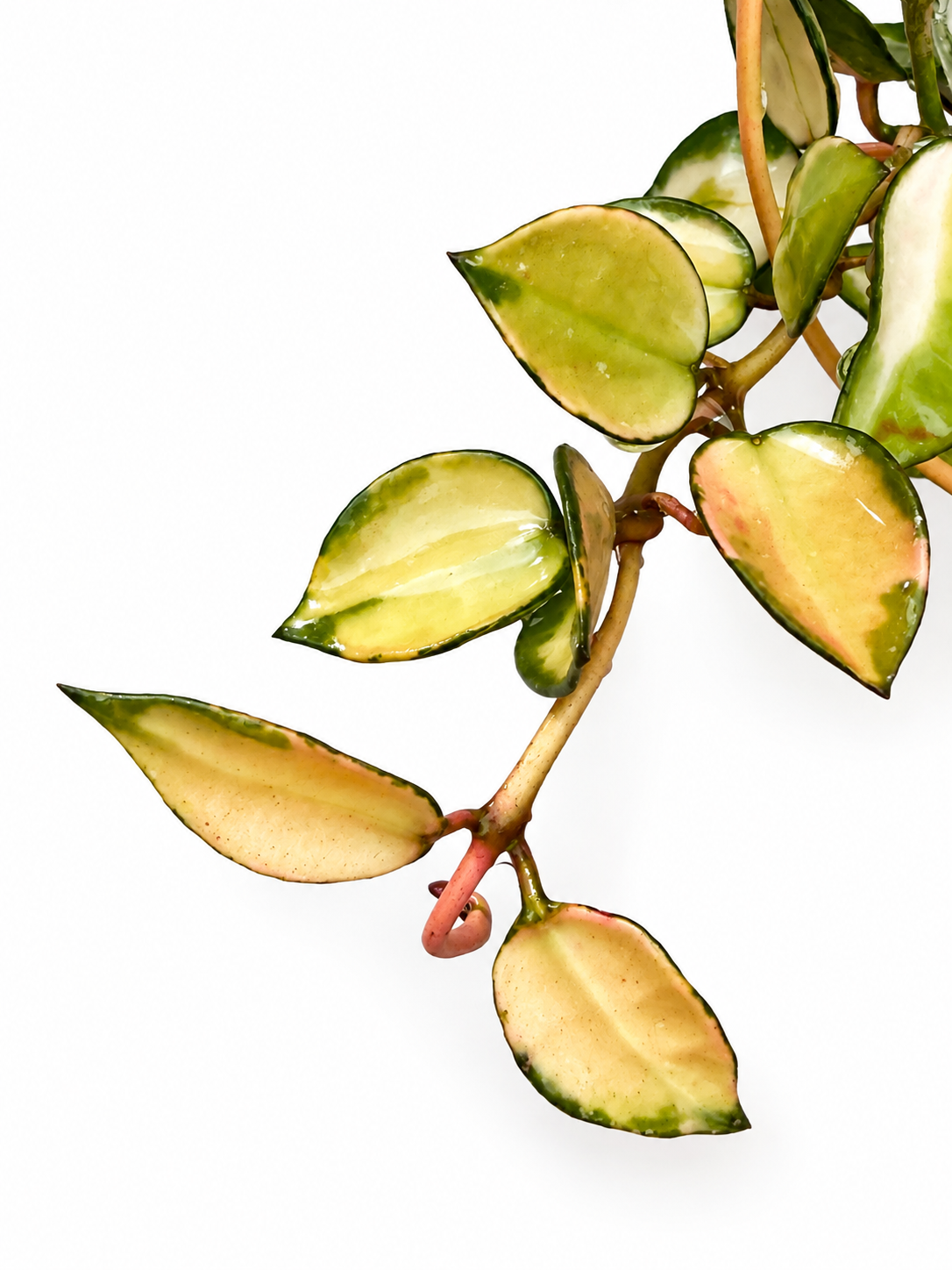Rare Hoya Lacunosa Midori Variegated | Unrooted Cutting