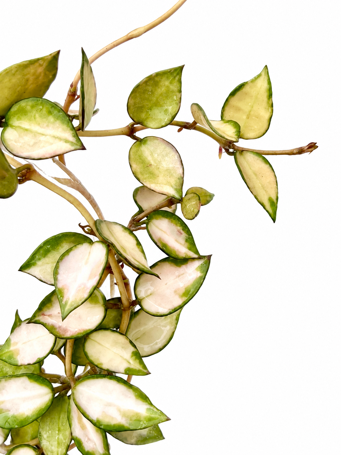 Rare Hoya Lacunosa Midori Variegated | Unrooted Cutting