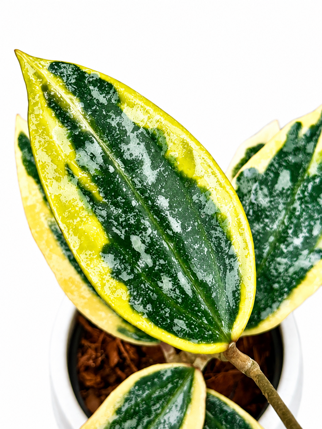 Hoya Rangsan Albo | Rare Variegated Hoya Unrooted Cutting