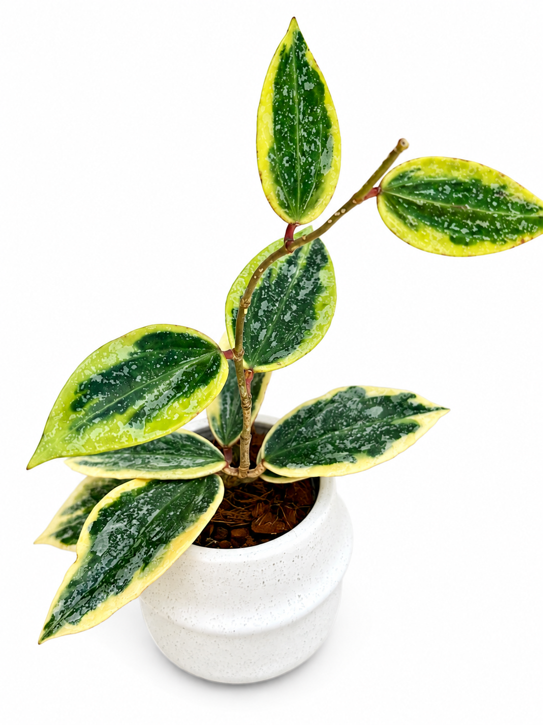 Hoya Rangsan Albo | Rare Variegated Hoya Unrooted Cutting