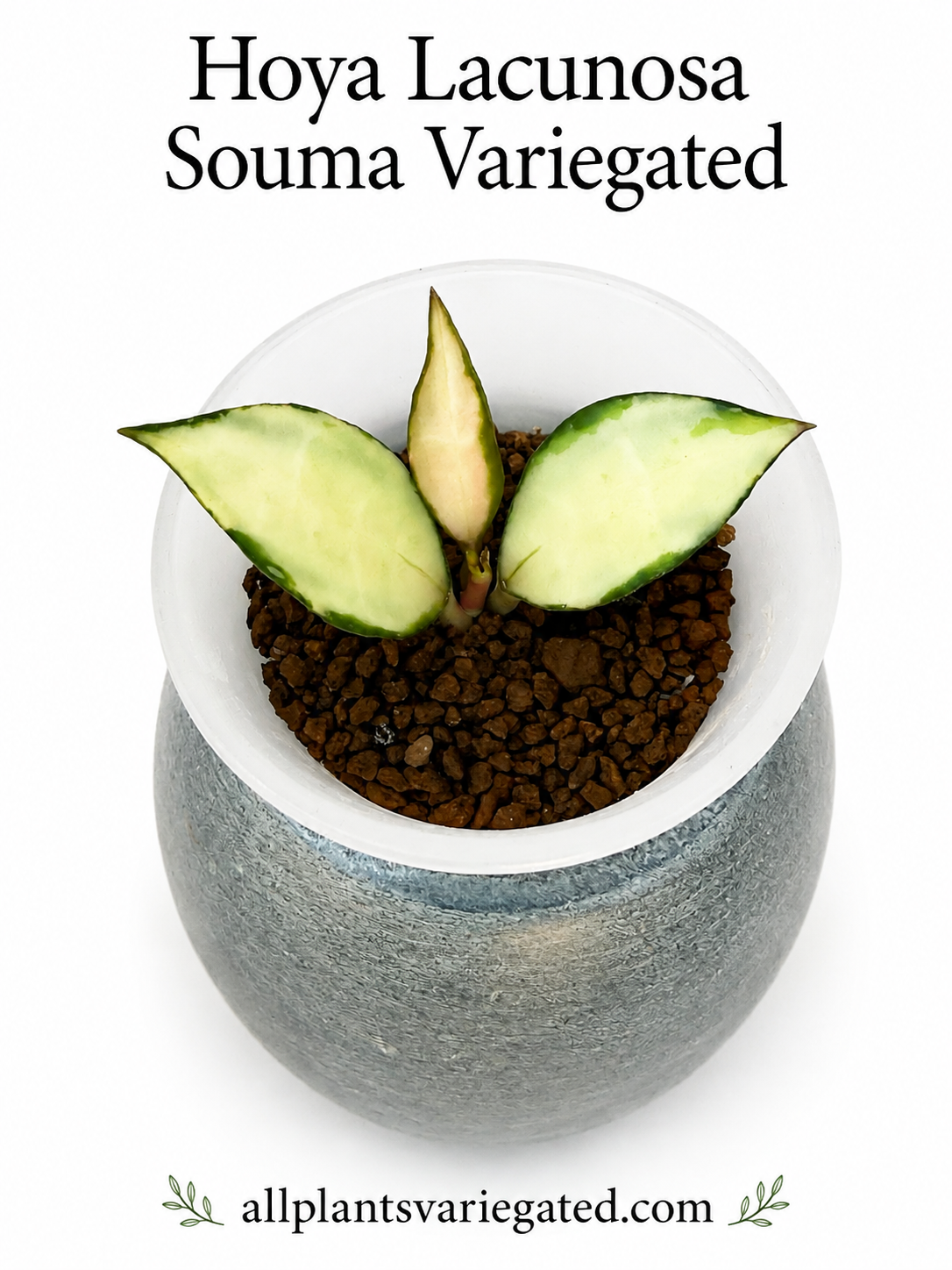 Hoya Lacunosa Variegated Collection – 4 Rare Varieties | Winter Pandora, Souma, Princess Lumina & Asami