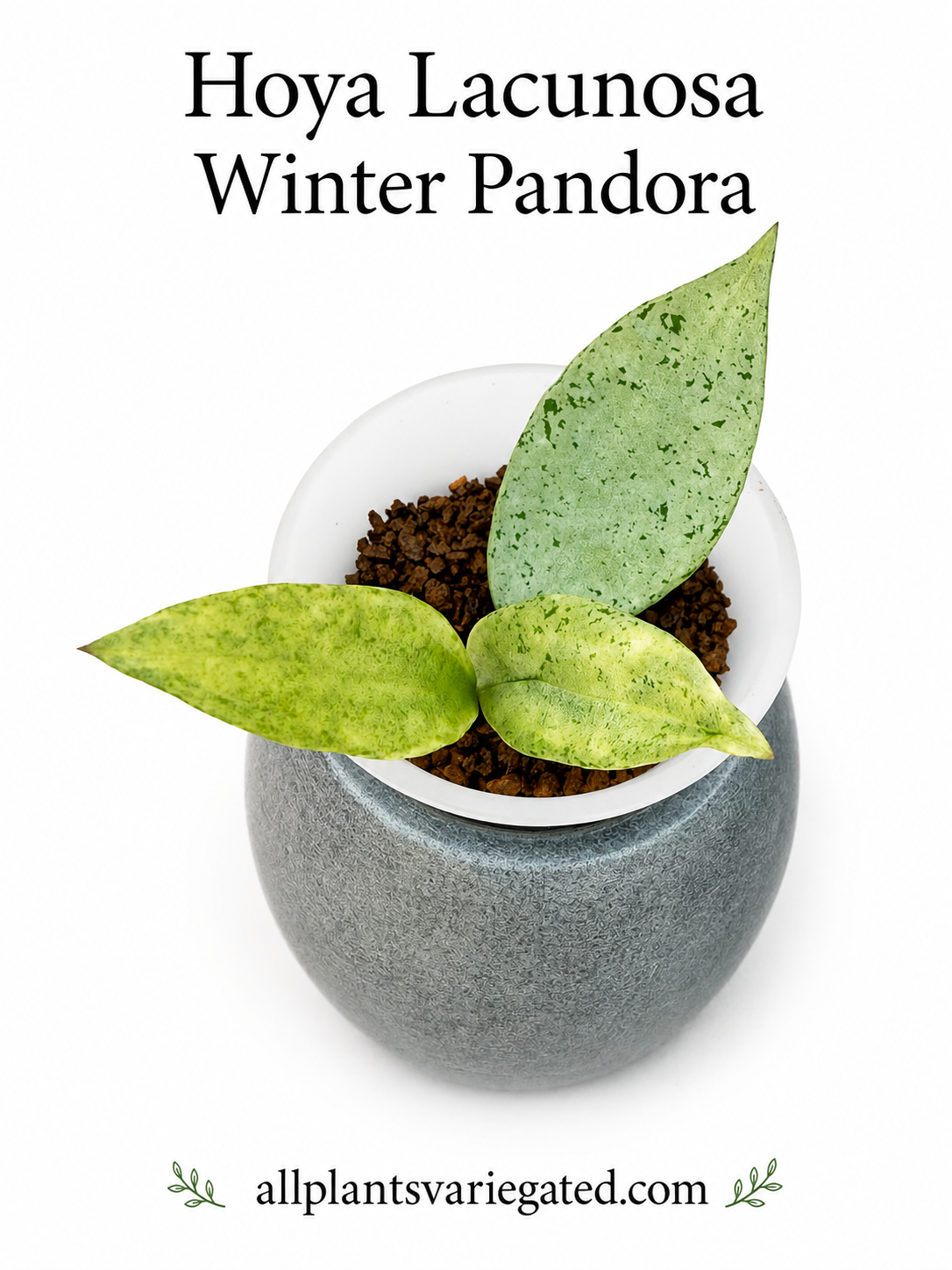 Hoya Lacunosa Variegated Collection – 4 Rare Varieties | Winter Pandora, Souma, Princess Lumina & Asami