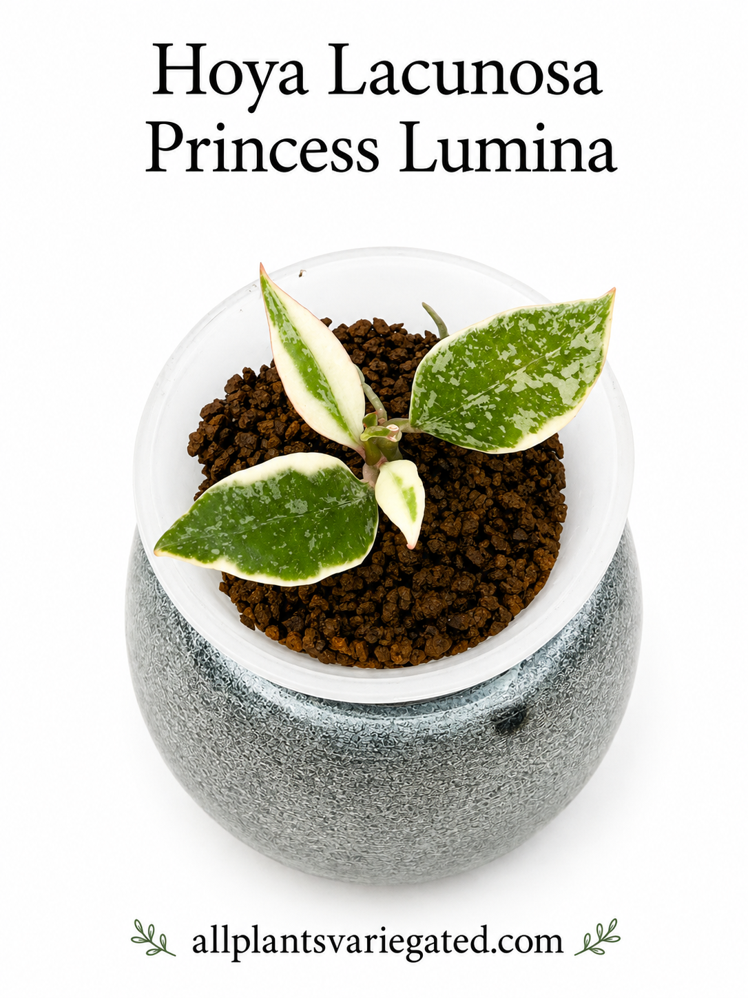 Hoya Lacunosa Variegated Collection – 4 Rare Varieties | Winter Pandora, Souma, Princess Lumina & Asami
