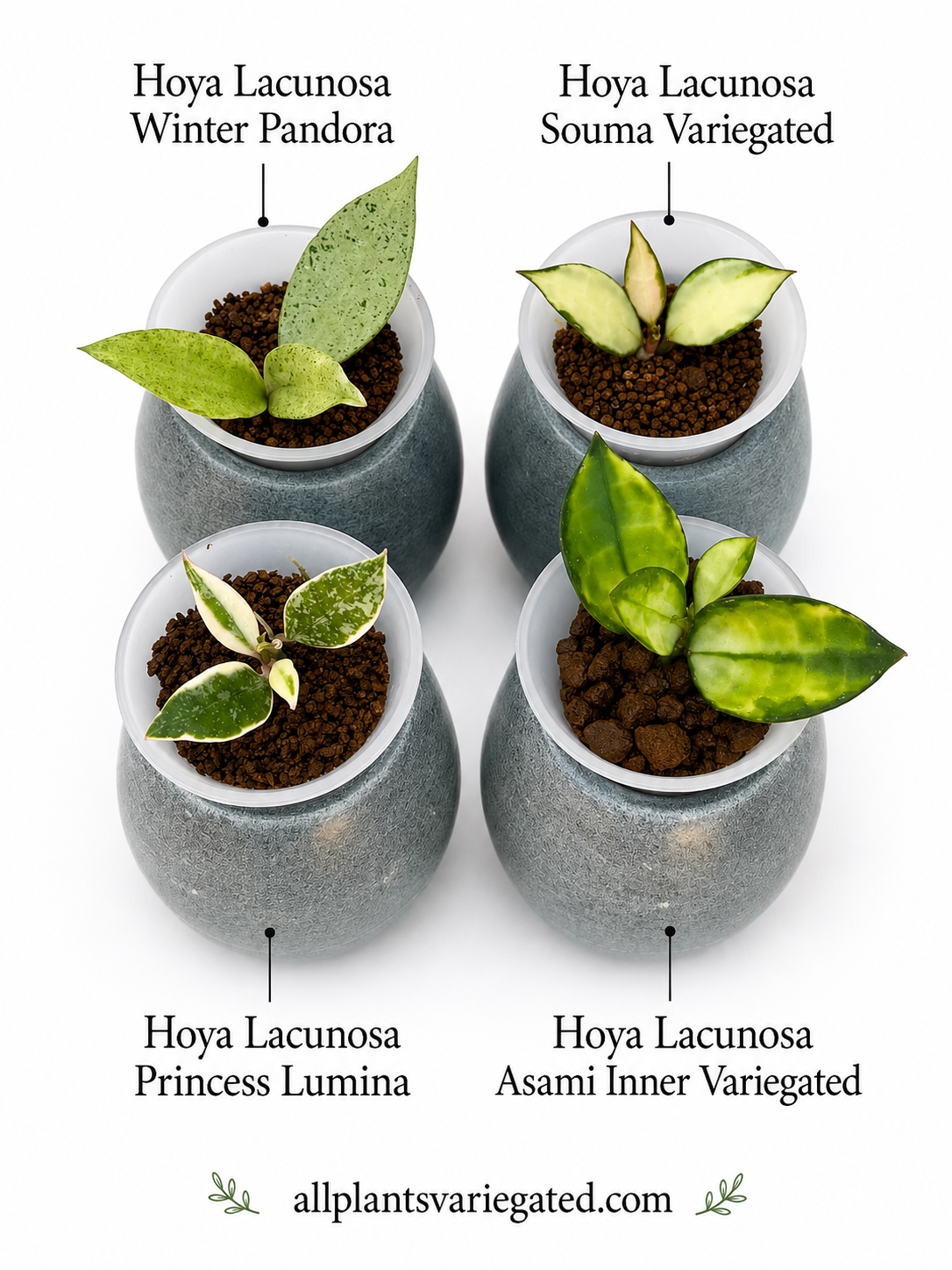 Hoya Lacunosa Variegated Collection – 4 Rare Varieties | Winter Pandora, Souma, Princess Lumina & Asami