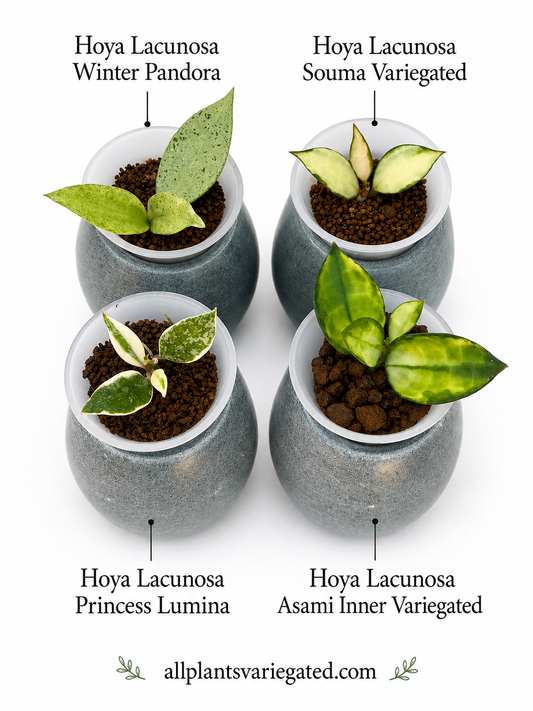 Hoya Lacunosa Variegated Collection – 4 Rare Varieties | Winter Pandora, Souma, Princess Lumina & Asami