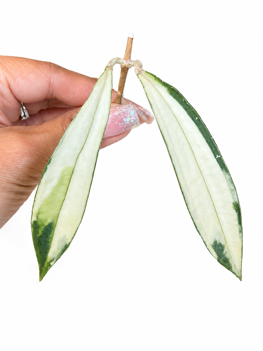 Hoya Rigidifolia Variegated | Rare Variegated Hoya Cutting