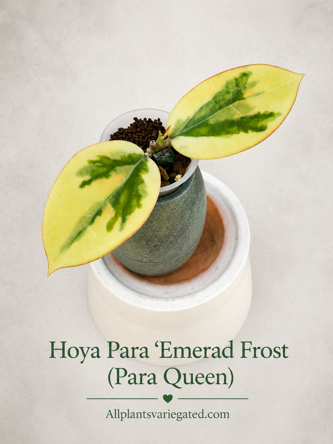 Hoya Para 'Emerald Frost' (Para Queen) Variegated - Rare Rooted Collector Plant