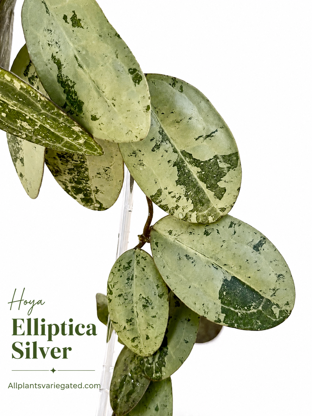 Hoya Elliptica Silver| Rare Hoya Cutting