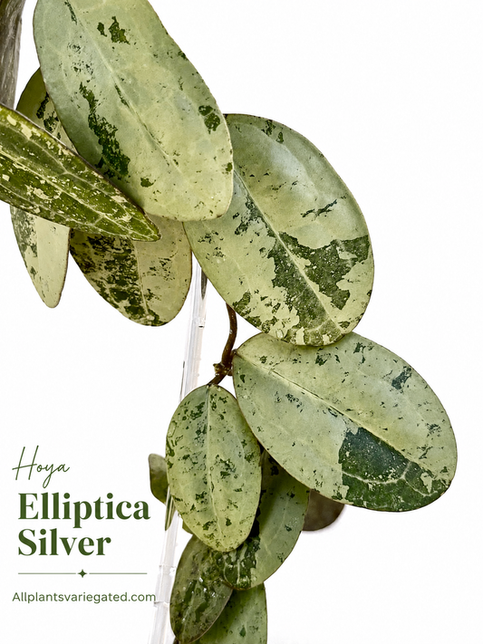 Hoya Elliptica Silver| Rare Hoya Cutting