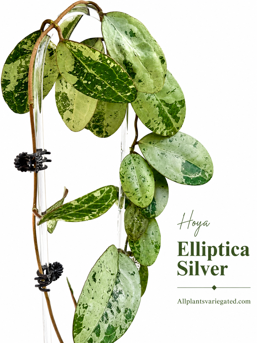 Hoya Elliptica Silver| Rare Hoya Cutting