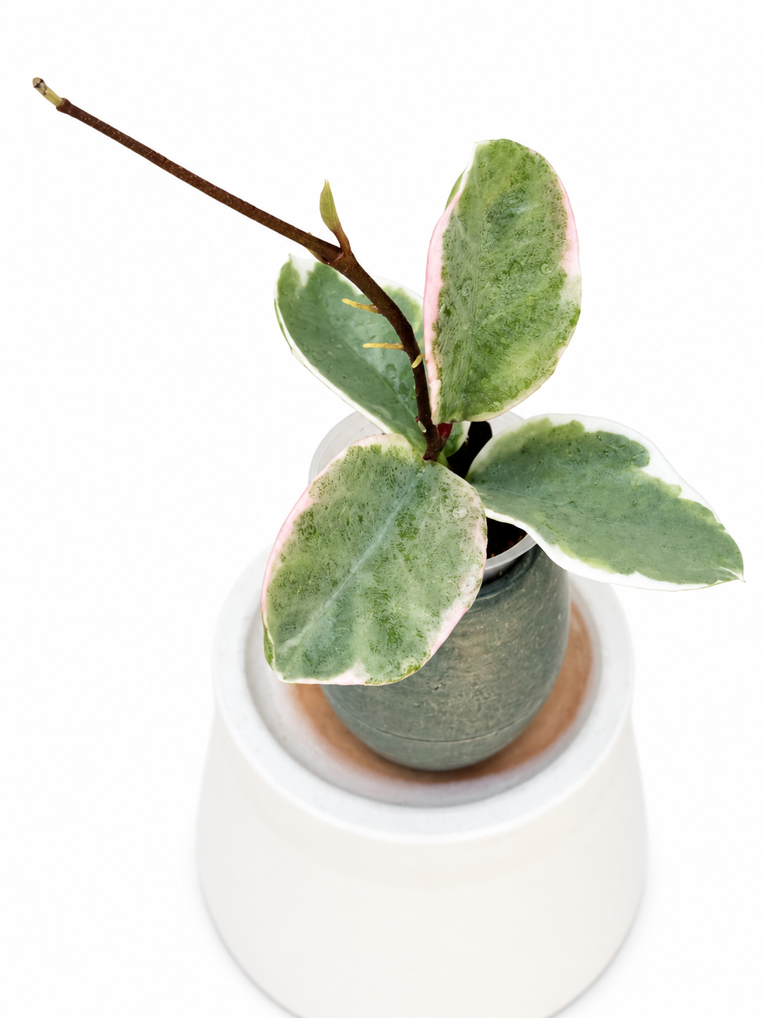 Hoya Argentea Picta | Ultra Rare Variegated Silver Princess | Rooted Wax Plant