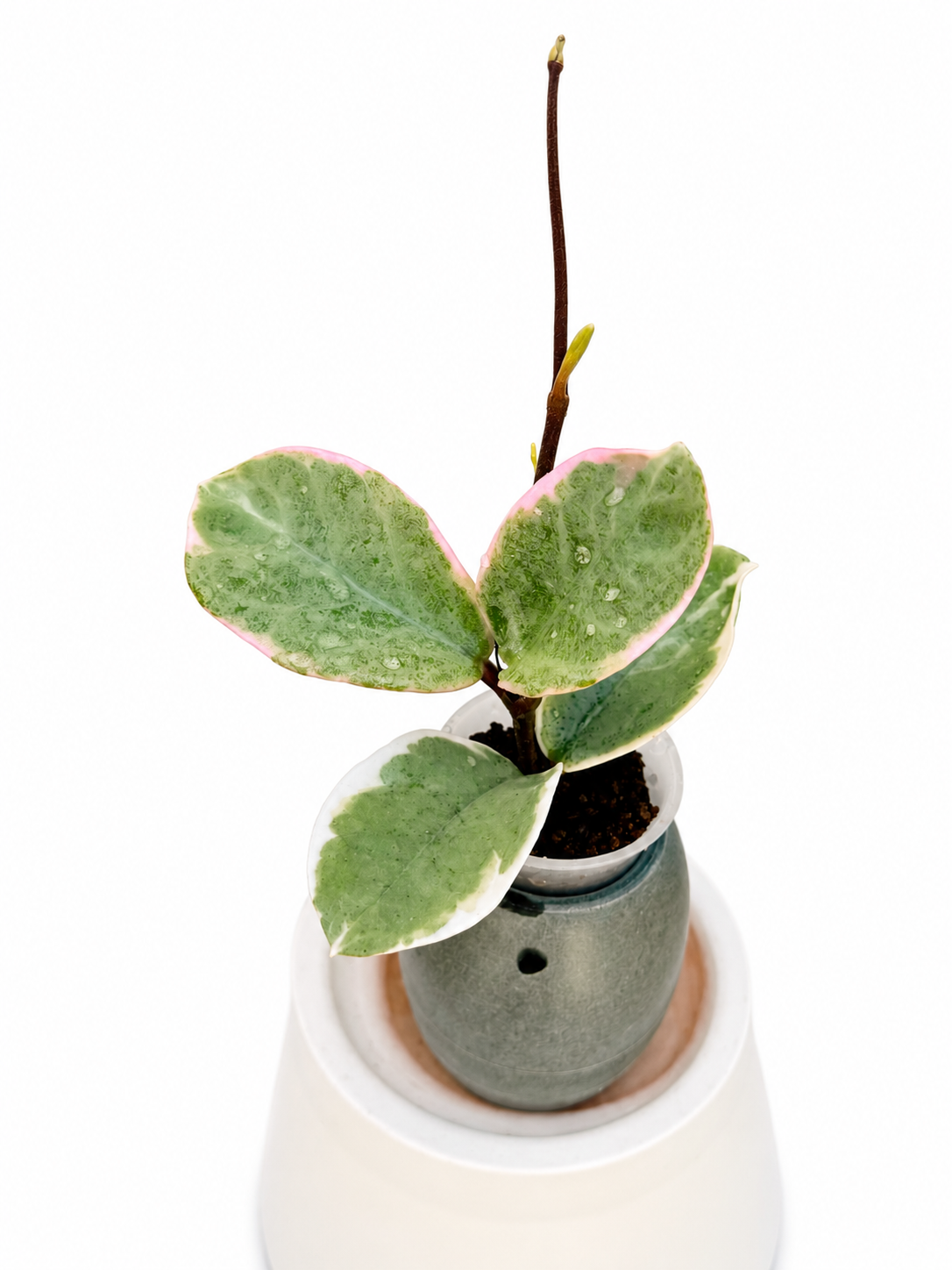 Hoya Argentea Picta | Ultra Rare Variegated Silver Princess | Rooted Wax Plant