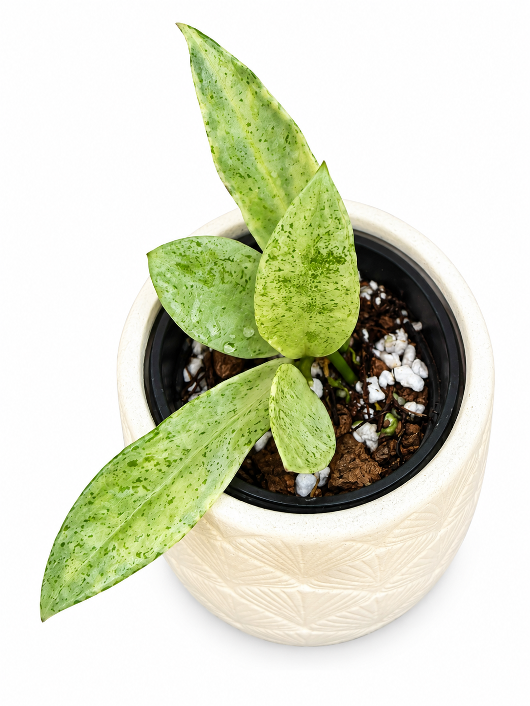 Hoya Winter Pandora | Rare Rooted Variegated Hoya